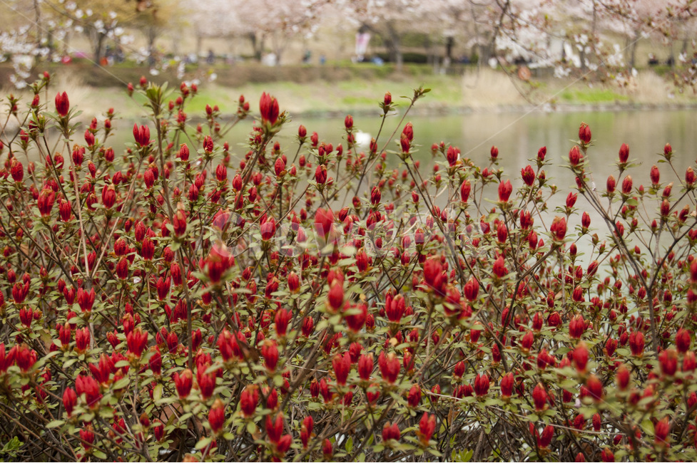 꽃밭,빨간꽃,빨간꽃밭,호수,봄풍경,석촌호수,붉은,꽃,봄,식물,flower,flowergarden,redflowers,lake,spring,springlandscape,식물,자연,plants,nature,꽃,flower