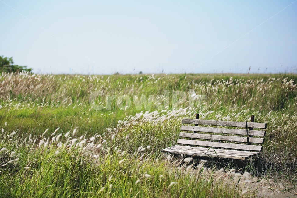 초원,벤치,삘기,들판,하늘,파란하늘,바람,목초지,green,field,sky,bluesky,자연,자연,풍경,nature,landscape,휴식,힐링,rest,relaxation,healing,plant,식물,grass,잔디,bench,outdoors,옥외