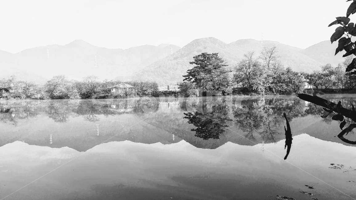 강,숲,나무,tree,river