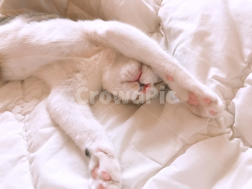 고양이,반려묘,분홍젤리,코리안숏헤어,잠자는모습,동물,animal,포유류,mammal,고양이,cat,kitten,kitty