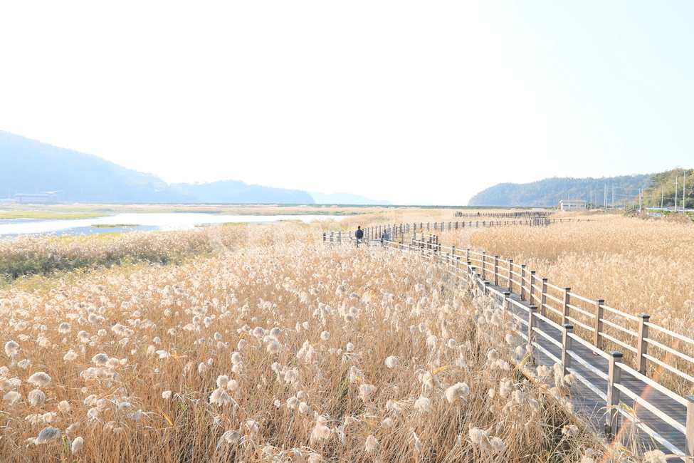 여수가사리,갈대,습지,가을,풍경,가을,계절,fall,autumn,season,자연,풍경,nature,landscape,한국자연풍경,한국자연경관,korea nature landscape
