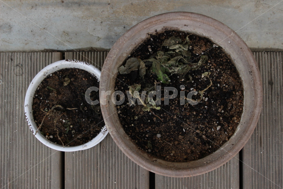 배경,화분,바질,식물,basil
