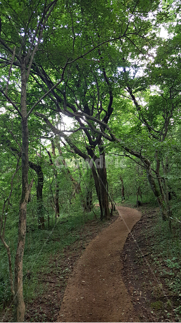 숲,나무,나뭇잎,식물,plant,tree,vegetation,초목,treetrunk,나무줄기,outdoors,옥외,woodland,삼림지,land,nature,자연,forest