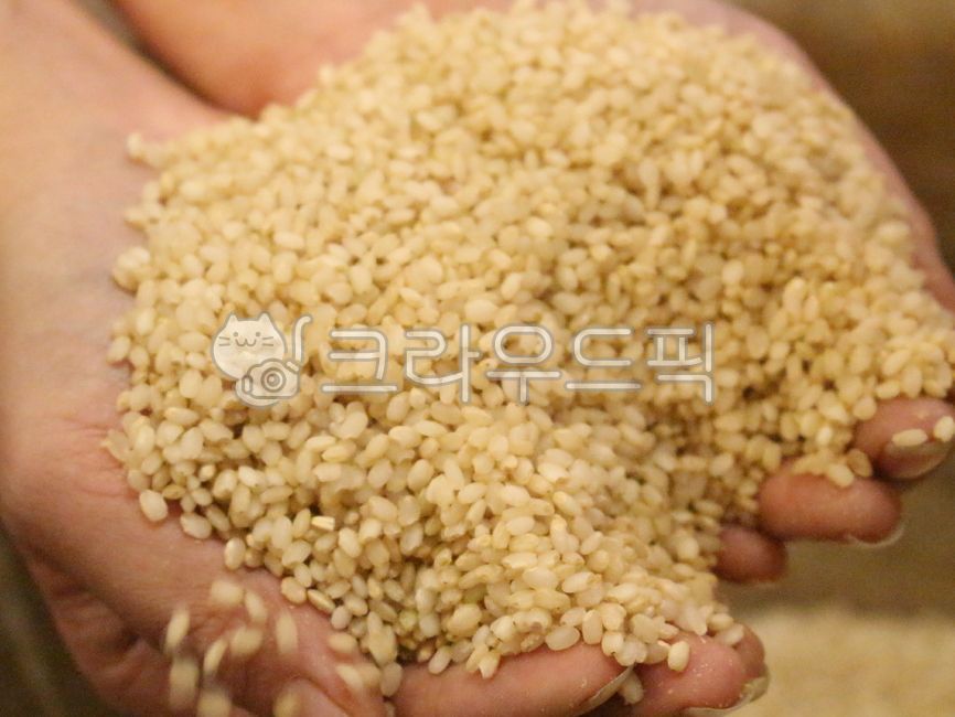 곡물, 쌀, rice, 손, 음식, 사진,이미지,일러스트,캘리그라피 - 앨리작가