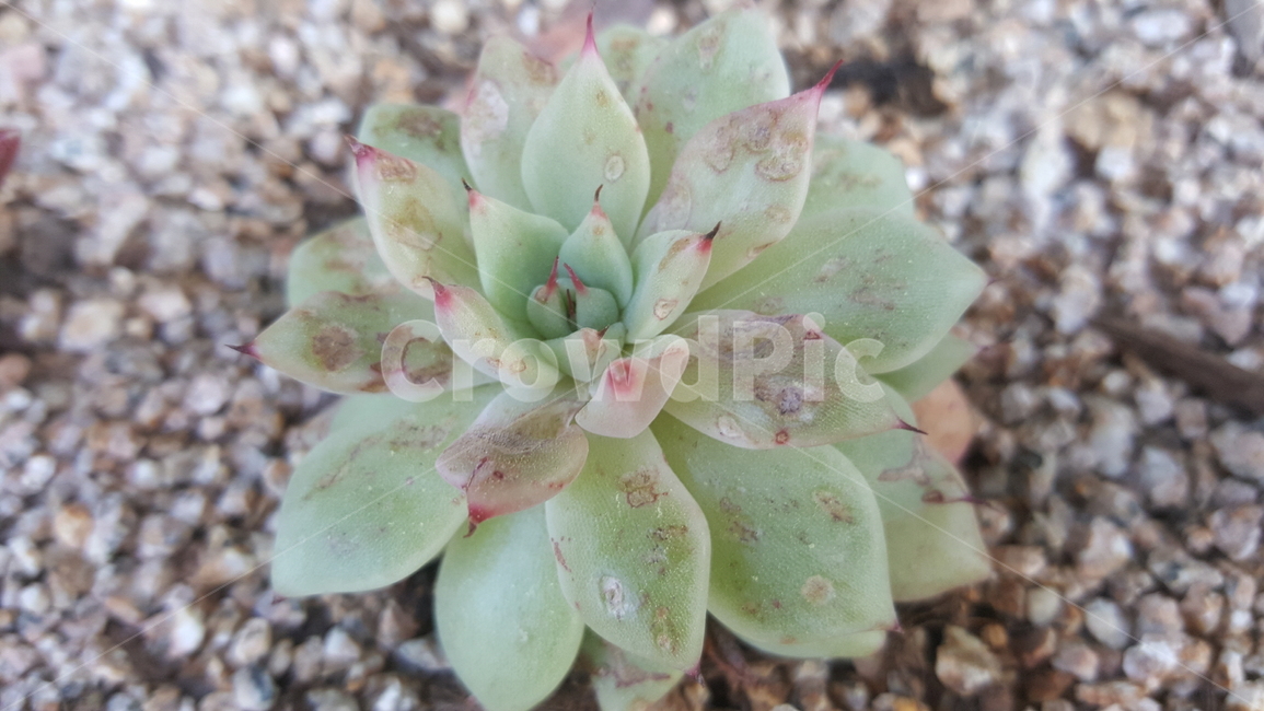 다육이,식물,흙,flants,soil,polygamous