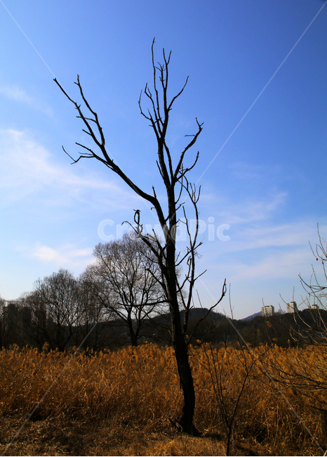 갈대,억새,풀,마른풀,하천,강,나무,가을,물,자연,풍경,nature,landscape,식물,plants,나무,trees,wood,outdoors,옥외,grassland,목초지,field,들