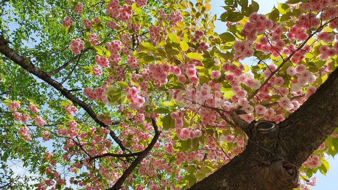 봄,겹벚꽃,꽃,식물,flower,blossom,plant