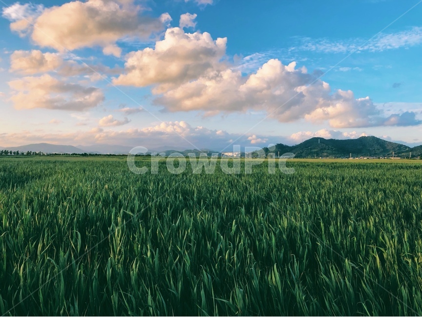 하늘,풍경,경치,풀,초원,산,시골,여름,잔디,구름,자연,풍경,nature,landscape,outdoors,옥외,field,들