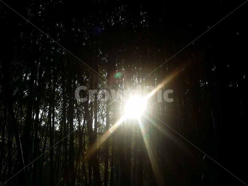 light,빛,햇빛,대나무,자연,sunlight