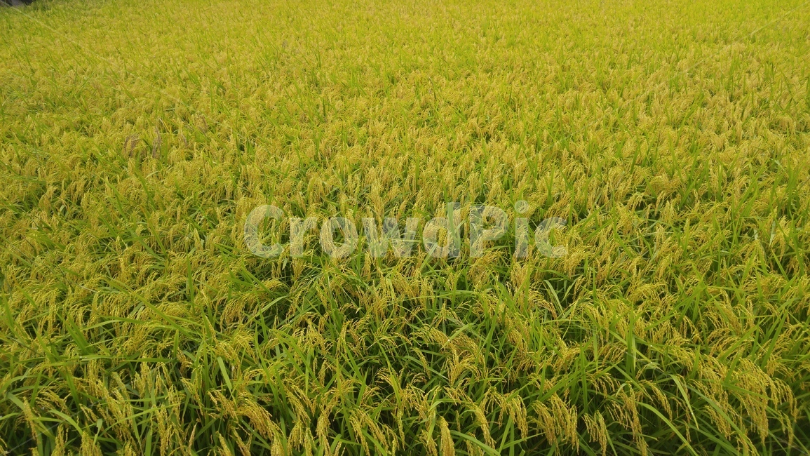벼,riceplant,nature,자연,field,들,농업,농사,agriculture,farming,farming industry