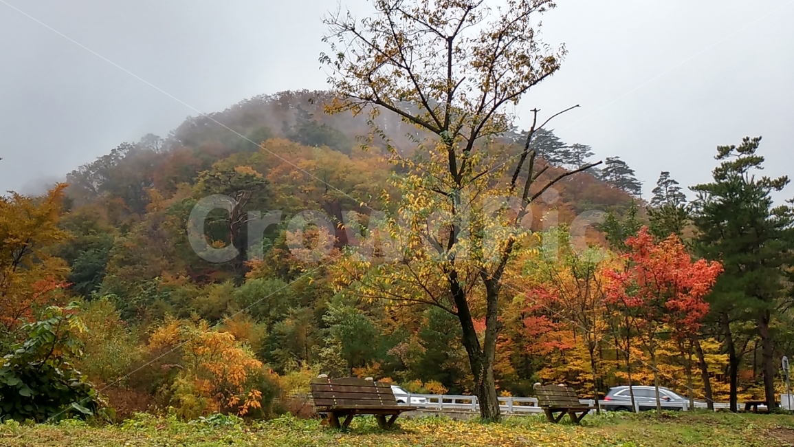 가을,단풍,풍경,한계령,의자,휴식,알록달록,자연,운무,가을,계절,fall,autumn,season,자연,풍경,nature,landscape,한국자연풍경,한국자연경관,korea nature landscape,tree,나무,plant,식물