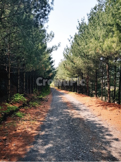 길,숲속,휴양림,산책로,나무,나무길,자연,풍경,nature,landscape,tree,plant,식물