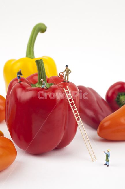 음식,오브젝트,파프리카,야채,채소,녹색,그린,화이트,흰색,푸드,다이어트,비비드,신선한,영양소,건강,먹다,피망,여자,미니어처,주황색,농사,농부,귀농,귀촌,비타민,비타민씨,쟁기,농기구,일구다,가꾸다,도시농부,오렌지색,빨간색,레드,클로즈업,누끼,수확,팜,사다리,농장,남자,피플,사람들,물뿌리개,텃밭,주말농장,펀,피규어,아이디어,컨셉,컬러풀,조각상,동상,석상,조형물,statue,bronze statue,stone statue,음식,식재료,요리,food,cook,meal,dishes,food reserves,채소,야채,vegetables,농업,농사,agriculture,farming,farming industry,연출,컨셉,콘셉,direction,concept