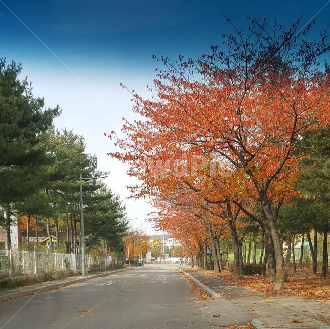 계절,도로,날씨,거리,풍경