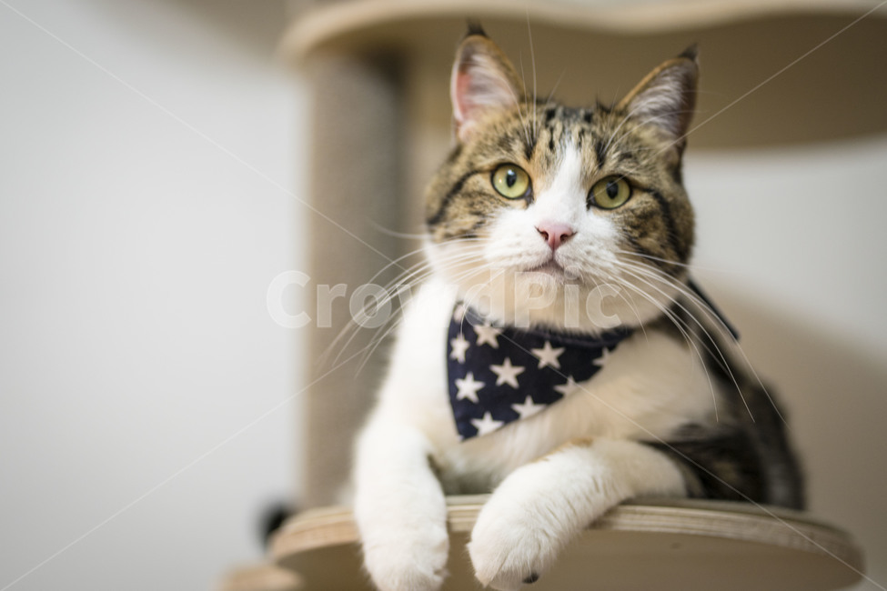 고양이,동물,브숏,브리티시숏헤어,집사,귀여움,반려동물,pet,펫,동물,animal,포유류,mammal,고양이,cat,kitten,kitty