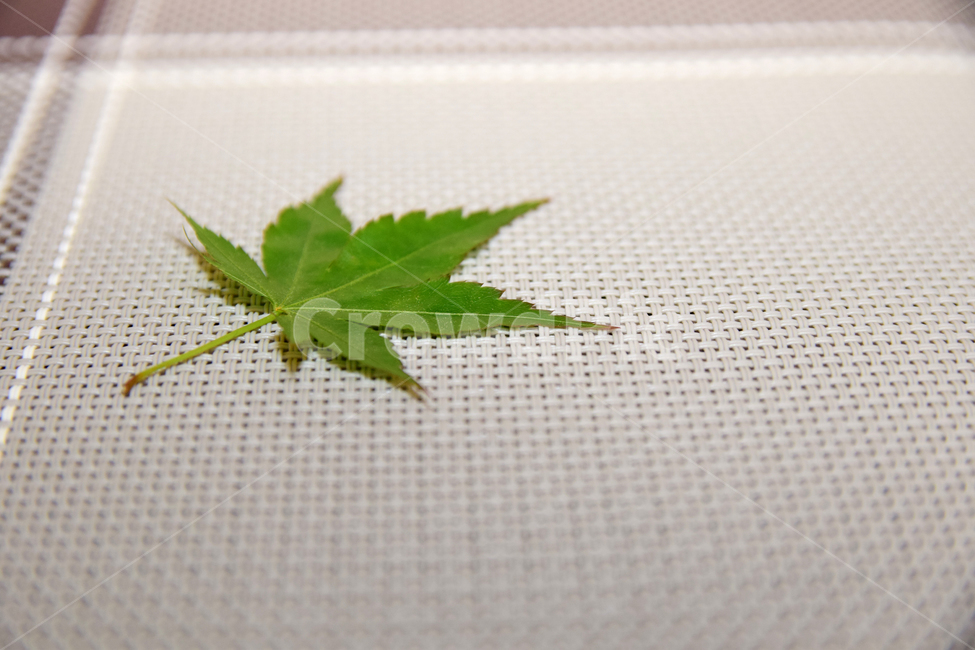 단풍,청단풍,단풍잎,감성,나뭇잎,초록,green,식물,plants,자연,nature,maple,mapleleaf,하나