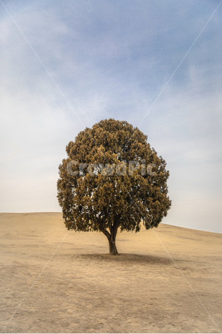 나홀로나무,왕따나무,나무,tree,동산,나무한그루,식물,자연,plants,nature,나무,trees,wood