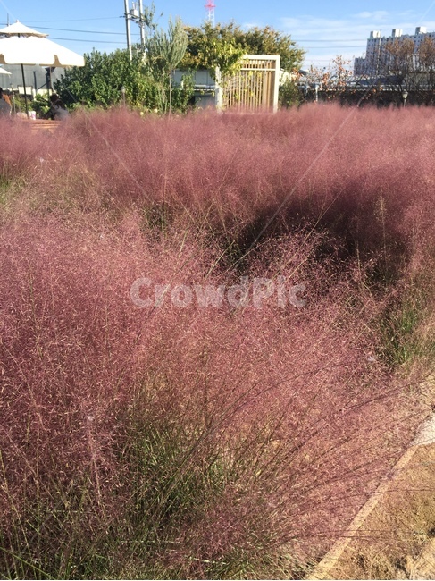 핑크뮬리,식물,자연,nature,plants,식물,자연,plants,nature