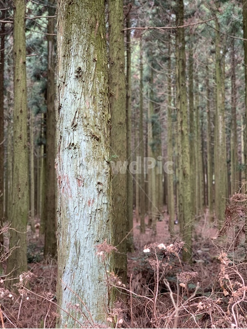 나무,숲,숲길,산책로,사려니숲길,피톤치드,tree,비자림로,비자림,편백나무,삼나무,숲속,산책,자연,풍경,nature,landscape,나무,trees,wood,plant,식물,tree trunk,나무 줄기