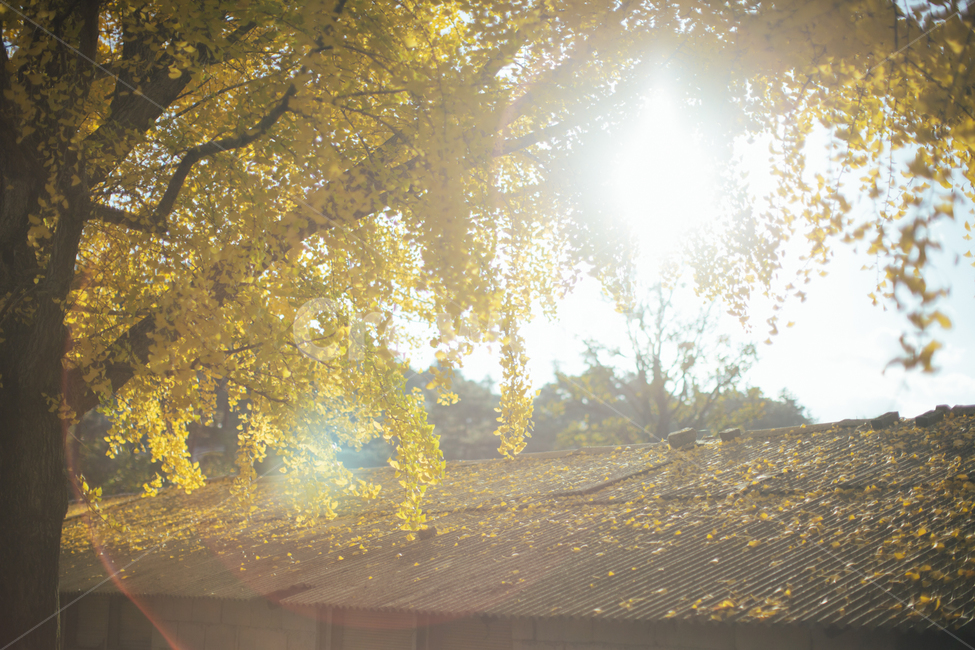 풍경,거창,의동마을,은행나무,노란색,감성사진,가을,자연,가을,계절,fall,autumn,season,light,빛,flare,플레어,sunlight,햇빛