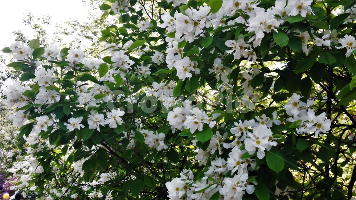 가침박달,가침박달꽃,장밋과,낙엽관목,까침박달,희귀식물,식물,자연,plants,nature,꽃,flower