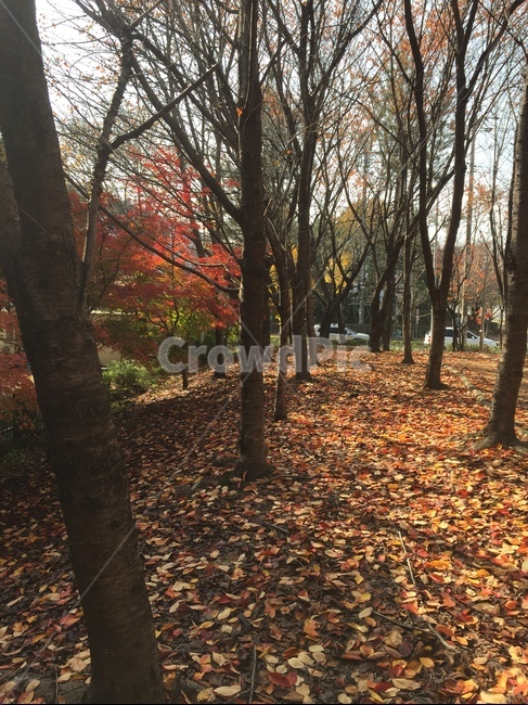 가을,낙엽,나무,숲,공원
