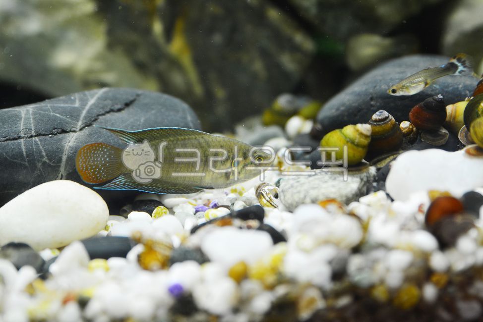 willow carp,fishbowl,nature,Pisces,fish,Daseulgi,freshwater fish,water,Pebble