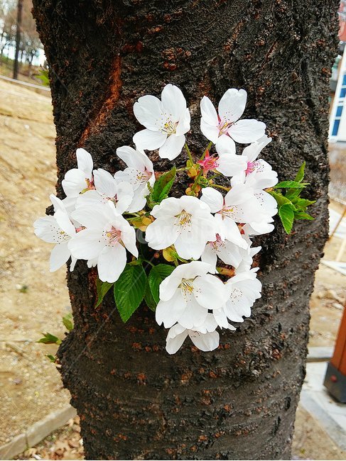 벚꽃,꽃,봄,spring,봄날,나무,봄,계절,spring,season,식물,자연,plants,nature,꽃,flower,plant,blossom