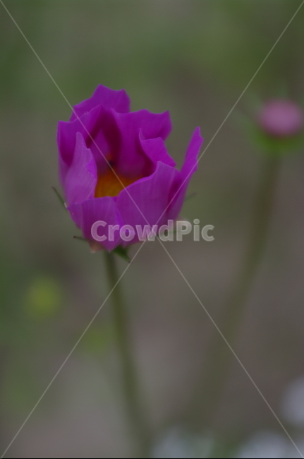 코스모스,꽃,flower,식물,plant,자연,nature