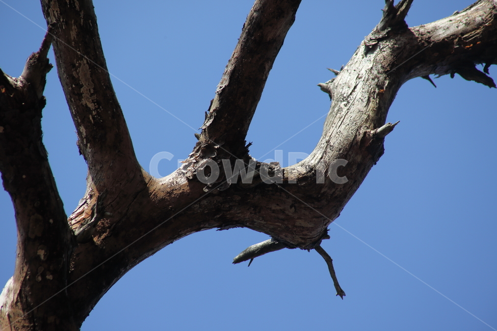 tree,나무,plant,식물,wood,식물,자연,plants,nature,나무,trees,wood