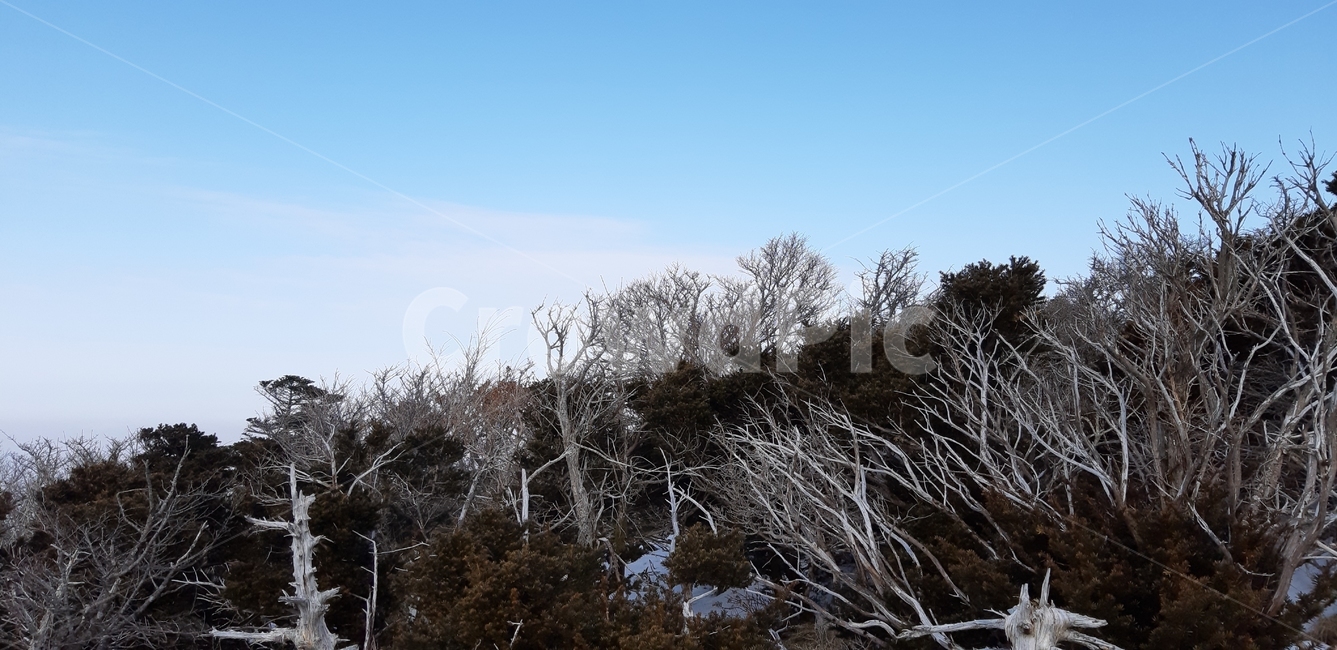 제주,한라산,영실코스,구상나무,고사목,겨울,자연,풍경,nature,landscape,outdoors,옥외