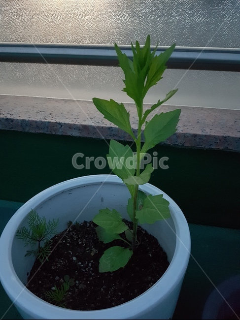 식물,화분,초록색,취미,새싹,식물,자연,plants,nature,채소,야채,vegetables