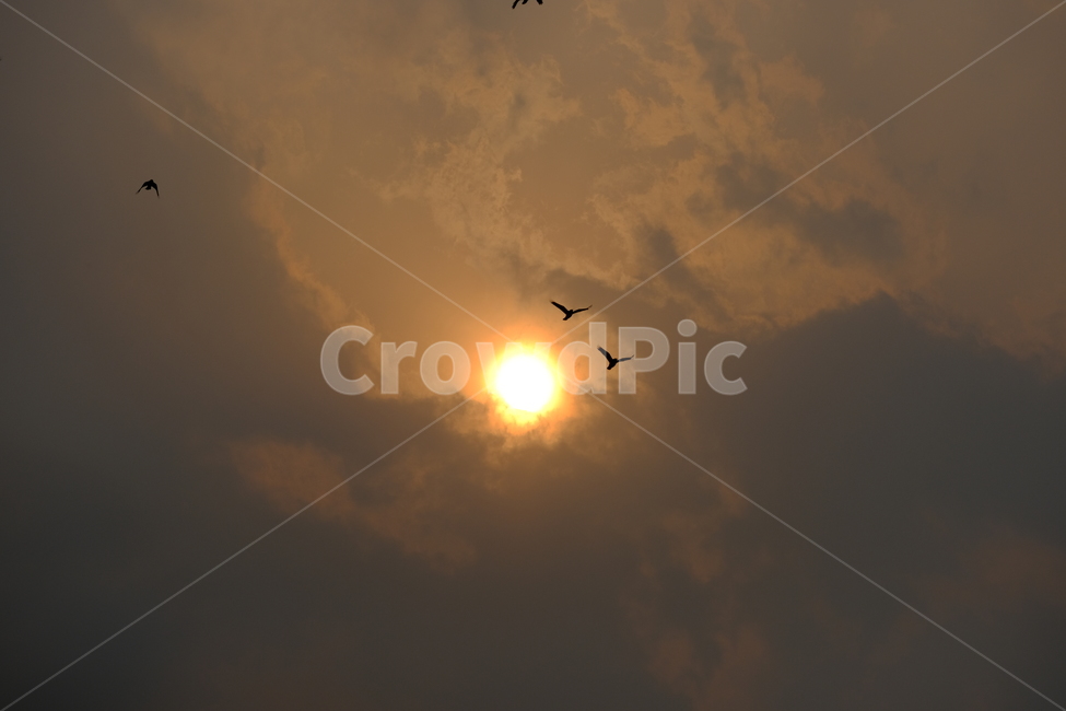 bird,새,animal,동물,flying,저녁노을,가을하늘,추석,새해,희망찬,희망,꿈,조류,새,birds