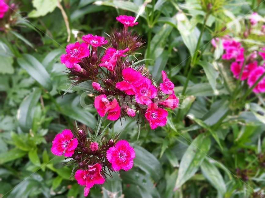 여행,꽃,향기,자연,풍경,식물,자연,plants,nature,꽃,flower