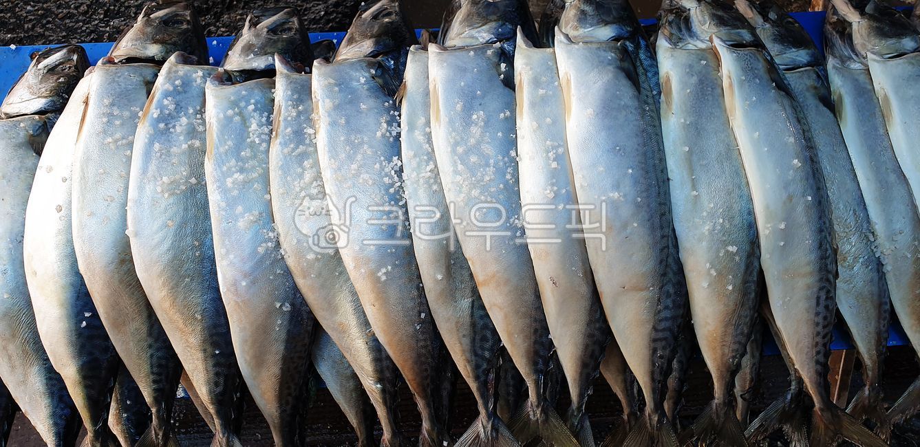 물고기,해양생물,고등어,자반고등어,해산물