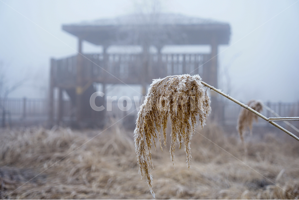 안개,공원,풍경,시설물,정자,겨울,계절,감성,겨울,계절,winter,season,식물,자연,plants,nature