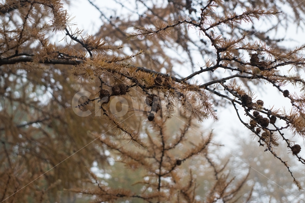 솔방울,나무,안개,소나무,숲,가을,계절,fall,autumn,season,식물,자연,plants,nature,나무,trees,wood,tree,plant