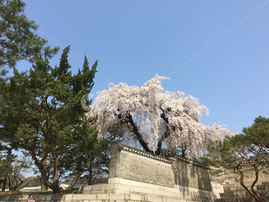 창덕궁,벚꽃,봄,궁궐,꽃