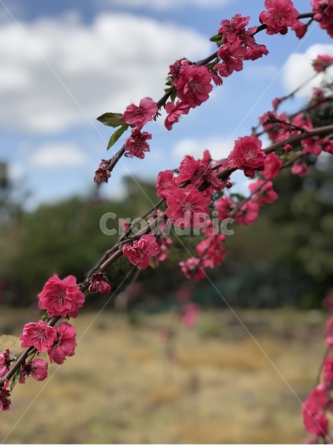 매화,꽃,flower,식물,plant