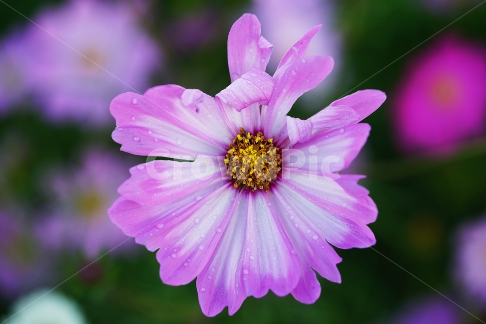 코스모스,꽃,식물,가을,아침이슬,식물,자연,plants,nature,꽃,flower