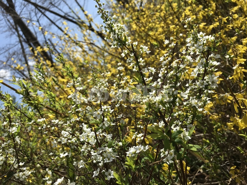꽃,나무,봄,개나리,개화,식물,자연,plants,nature