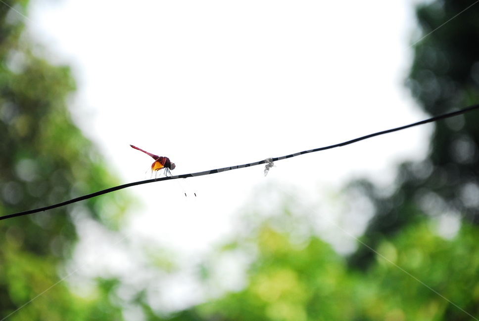 잠자리,자연,곤충,insect,dragonfly,nature,시골,countryside