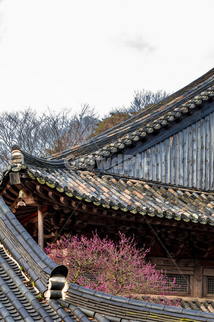 화엄사,각황전,문화유산,문화재,전통건축물,홍매화,봄,지붕,기와,건물,사찰