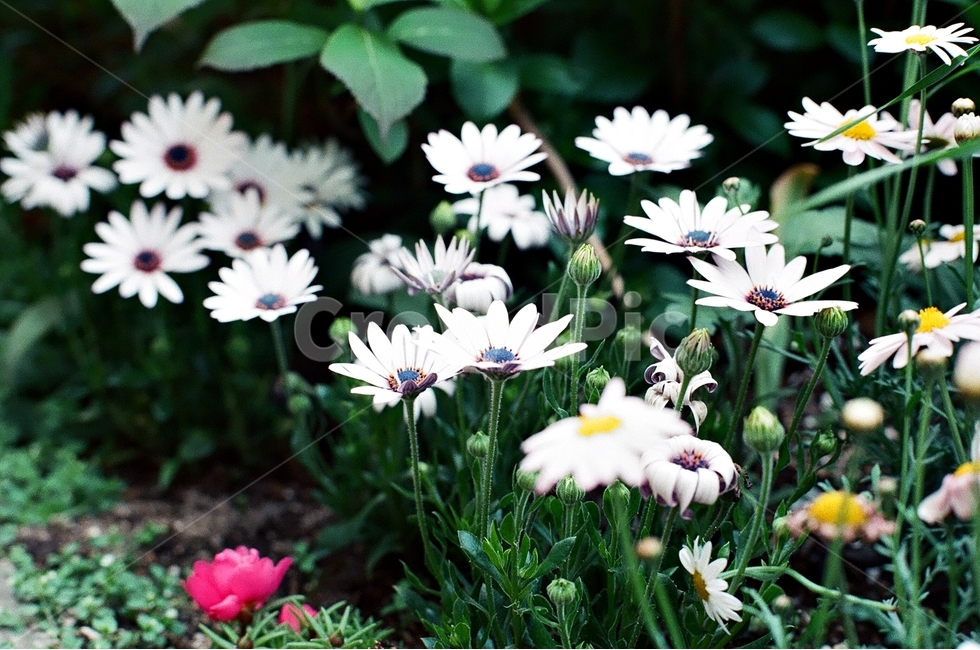 꽃,개미취,길거리,자연,식물,plant,flower,filmphoto,film,필름,식물,자연,plants,nature,꽃,flower