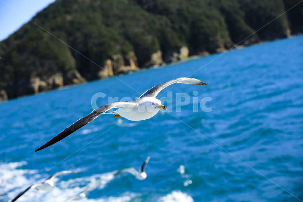 갈매기,조류,새,동물,날개,사냥,하늘,부리,bird,mewgull,commongull,부산갈매기,괭이갈매기,동물,animal,조류,새,birds