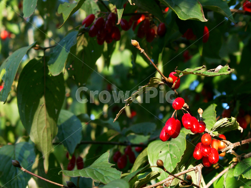 산수유,열매,과일,산수유나무,붉은산수유,과일,열매,fruit
