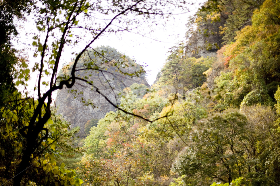 단풍,산,나무,경치,등산,가을,계절,fall,autumn,season,tree,plant,식물