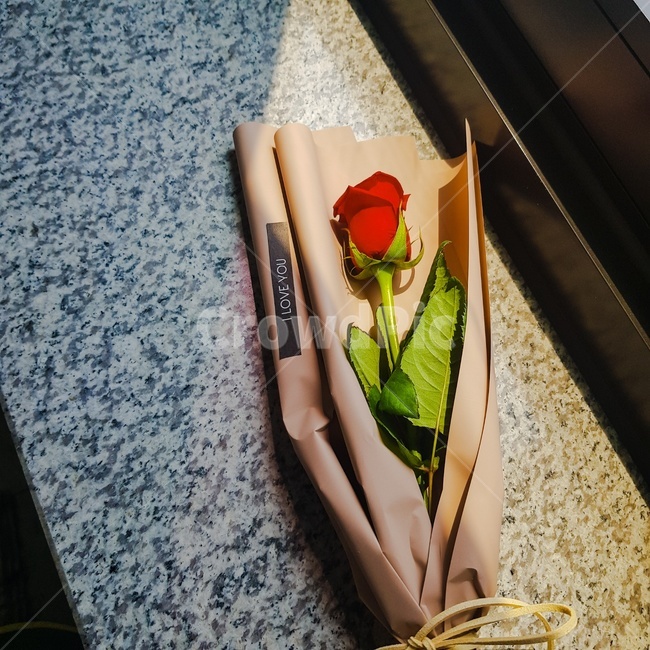꽃,장미,로즈,햇살,로즈데이