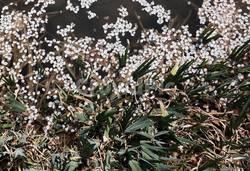 보문정,경주보문정,보문정벚꽃,경주보문정벚꽃,경주보문단지벚꽃