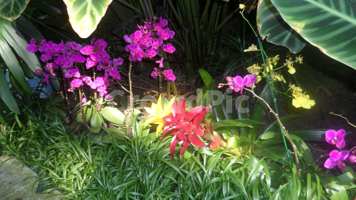 plant,식물,꽃,flower,자연,식물,자연,plants,nature,꽃,flower